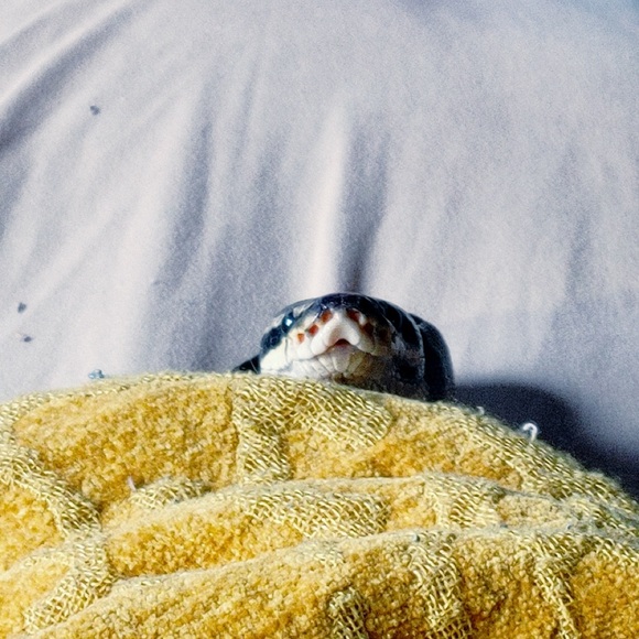 Meet your Posher, Stephanie - Picture 4 of 10